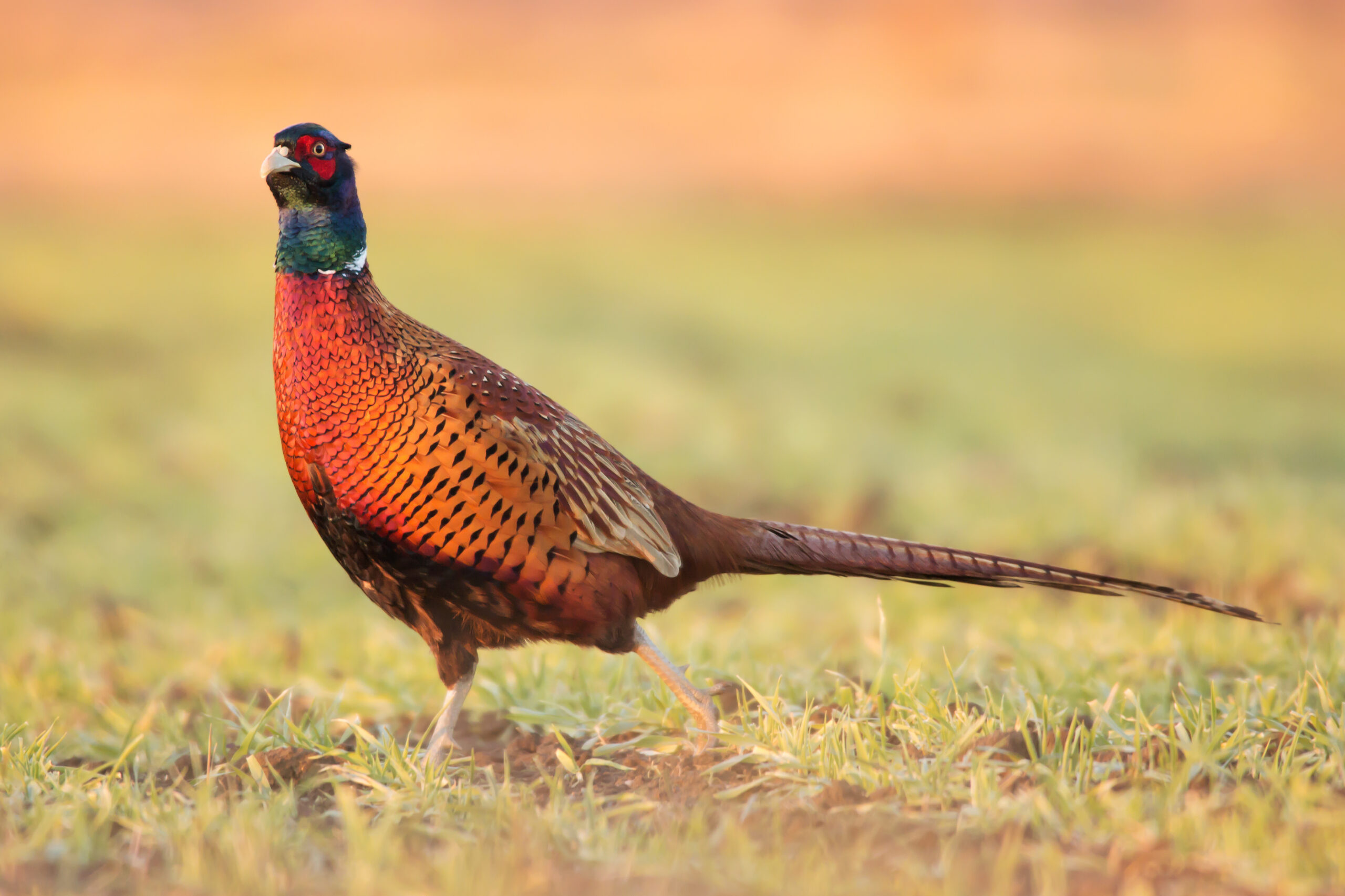 Youth Pheasant Hunt