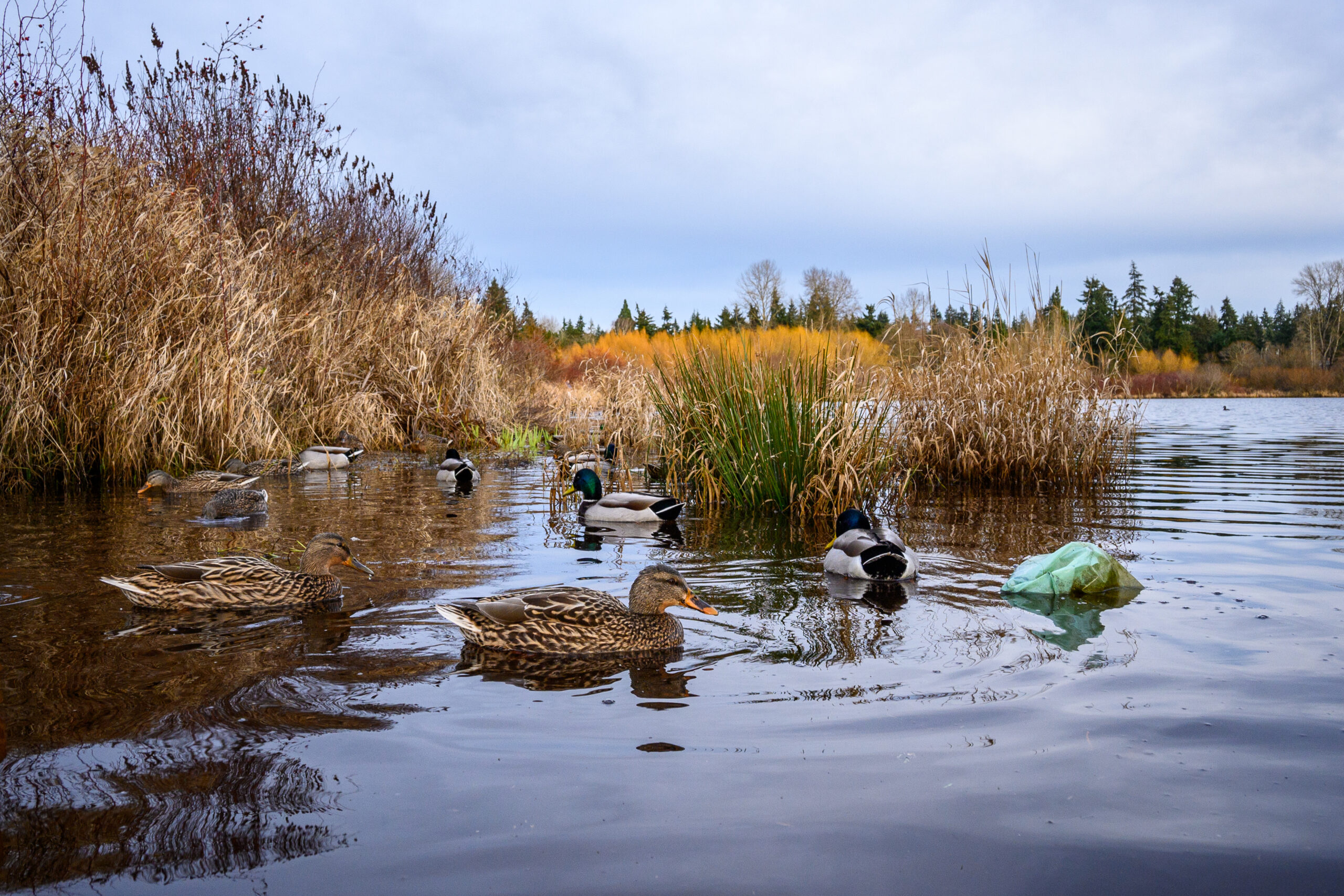 Marv Manock Waterfowl Hunt